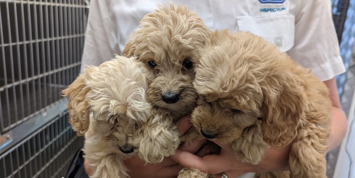 20 puppies rescued by the RSPCA after being found in a crate