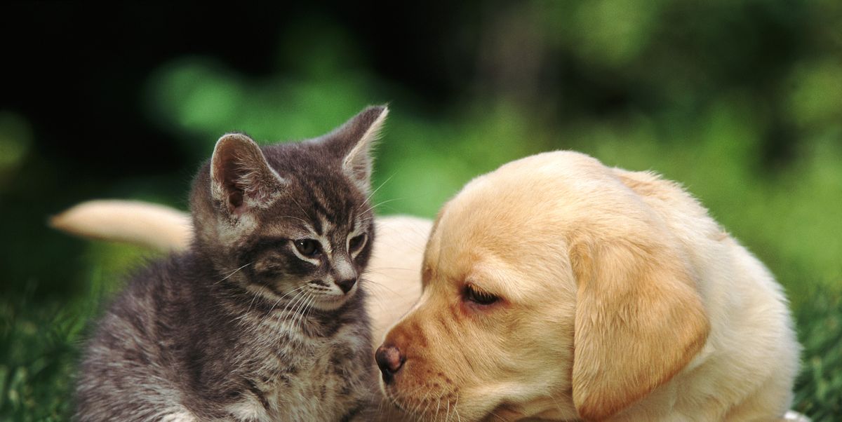 The 10 Most Popular Dog And Cat Names Of 2018 - Favourite ...