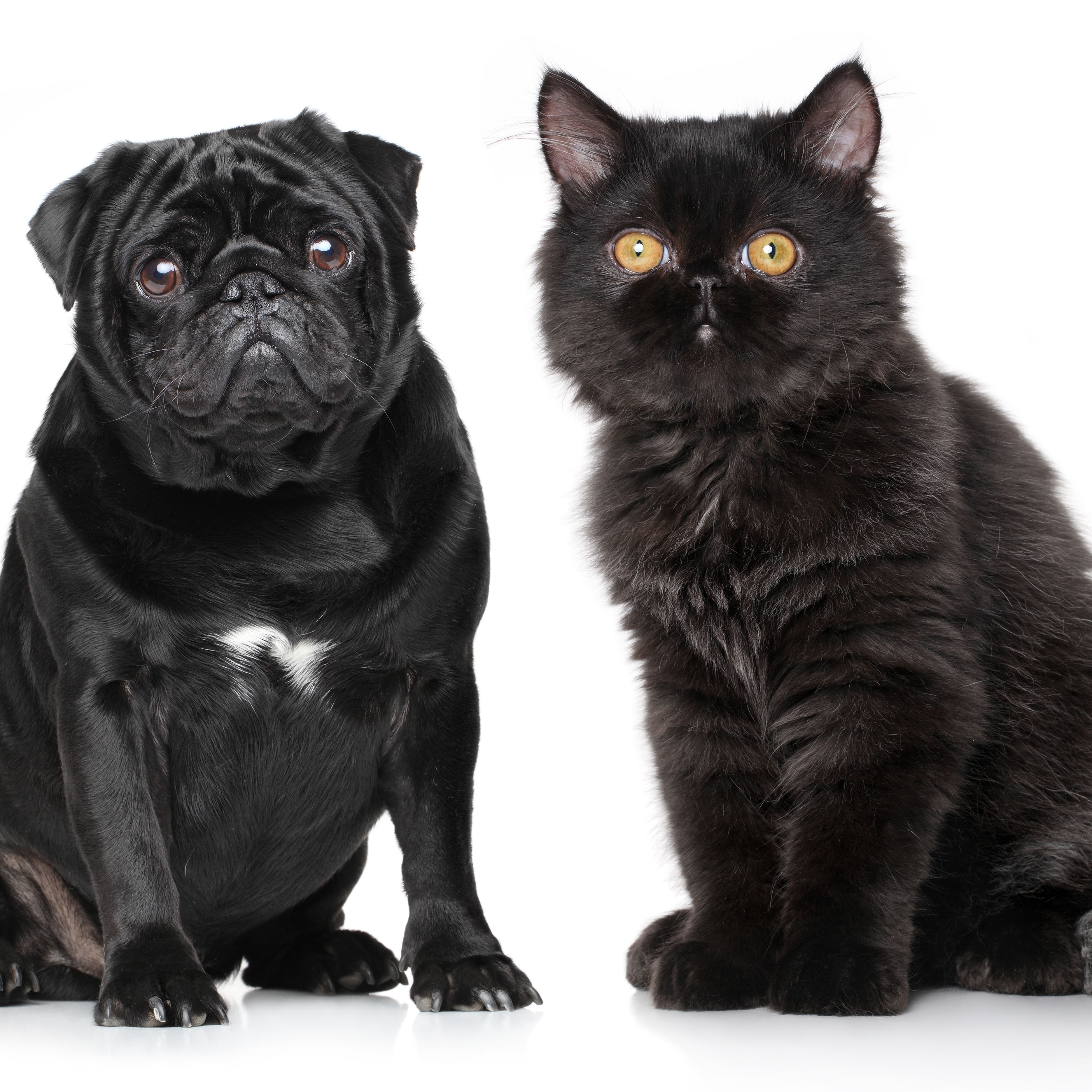 Cats and Dogs Are Weirdly Starting to Look Like Each Other, Thanks to Human Evolution