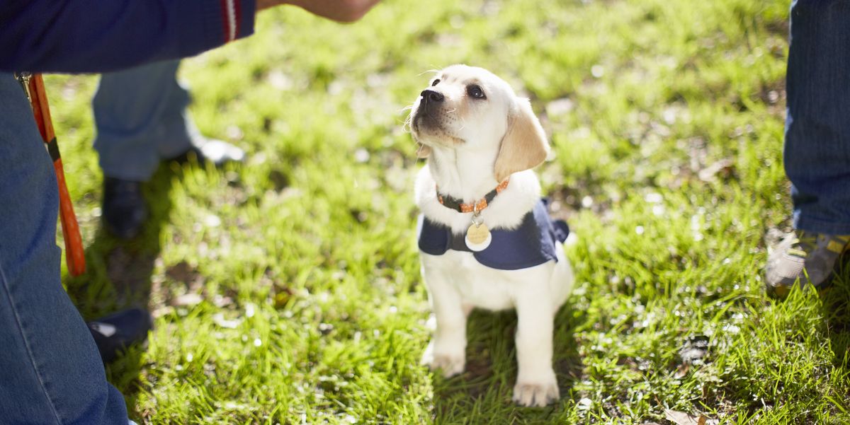 Adorable guide dog puppies go viral after training night