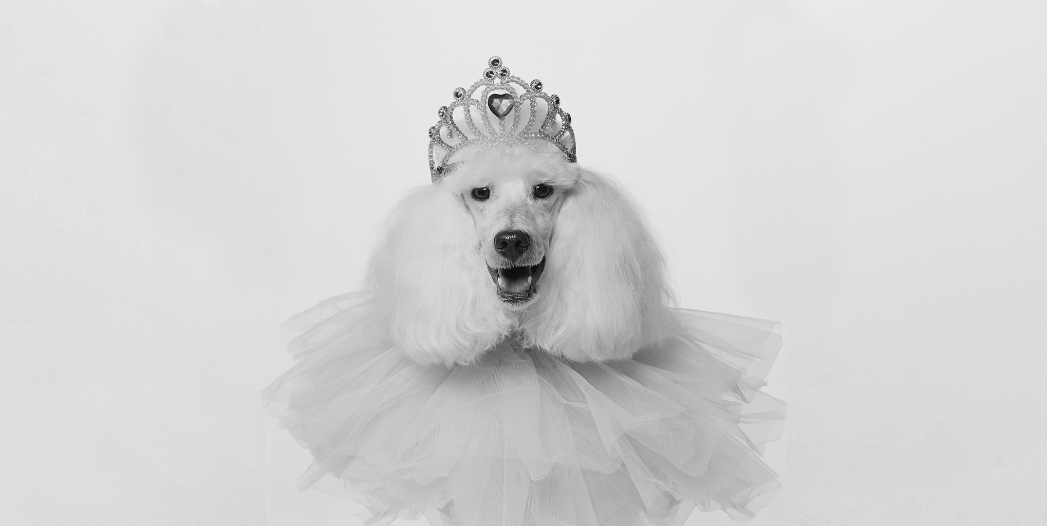 34 Best Halloween Costumes For Dogs 2020