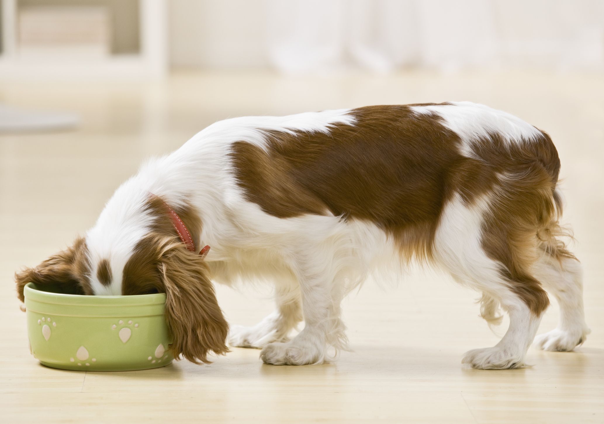 top ten best dog foods