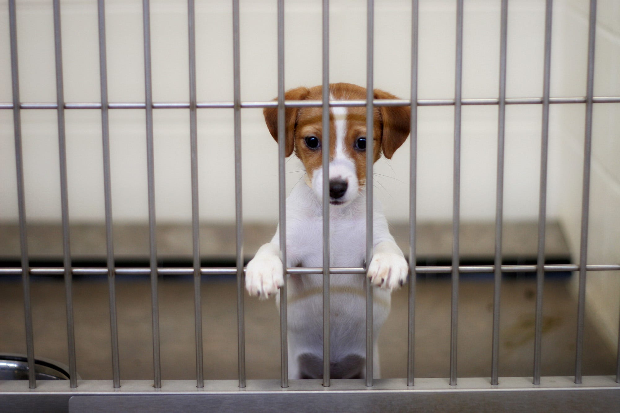 are puppy farms illegal in the uk