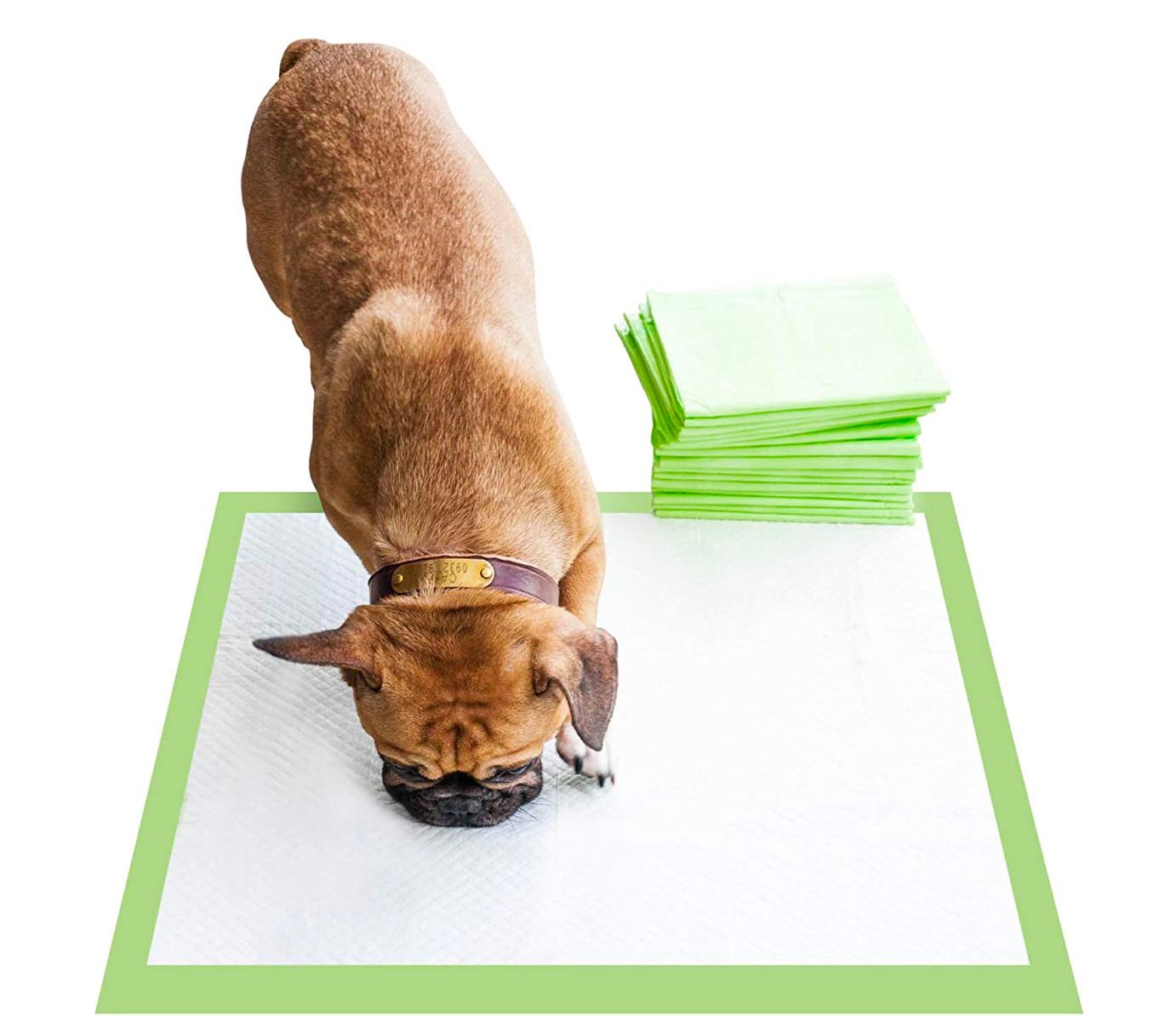 Compostable puppy clearance pads