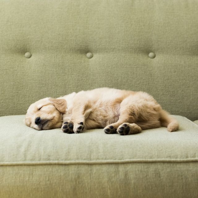this is how much sleep your pet needs, according to the experts