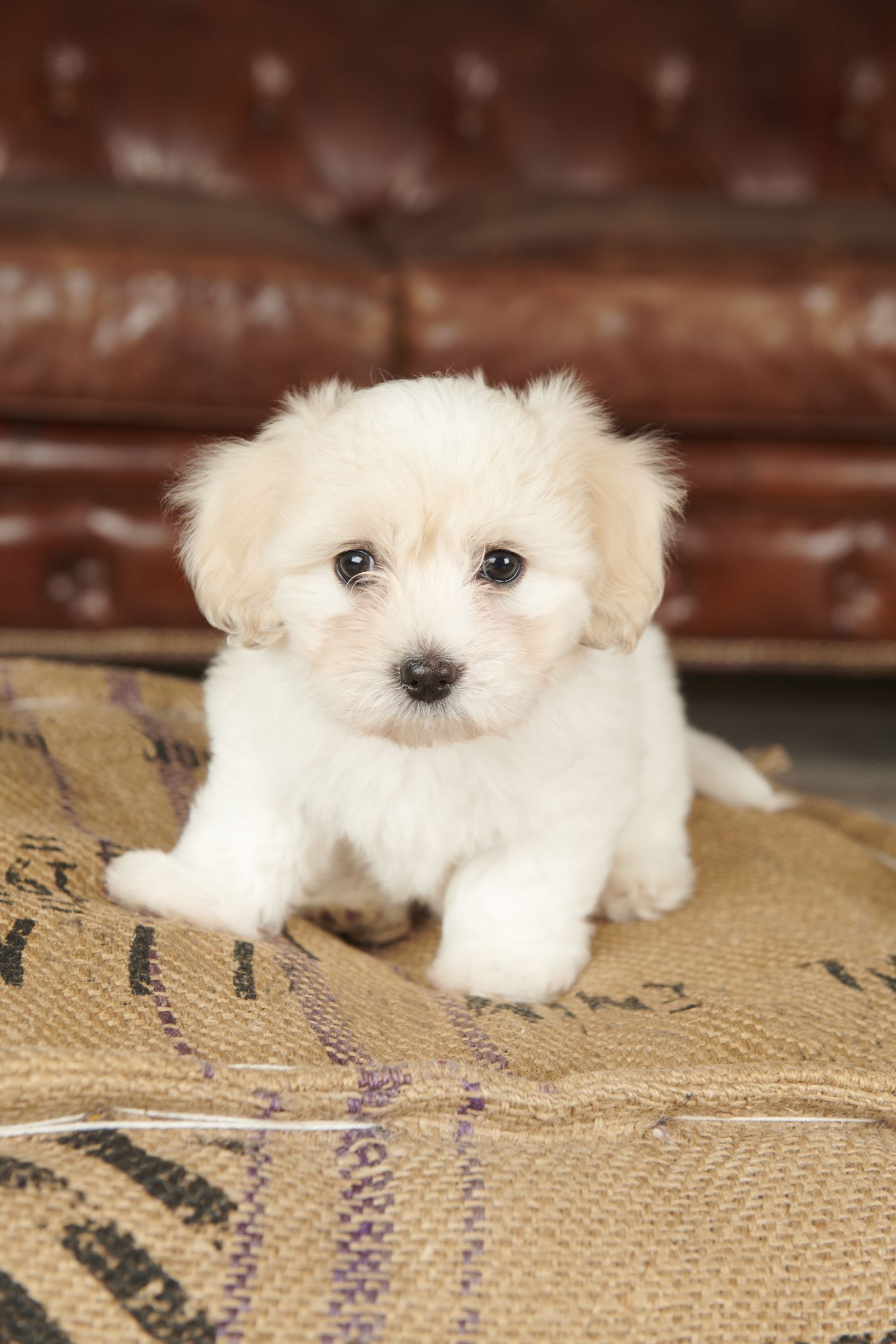 cute small hypoallergenic dogs that dont shed