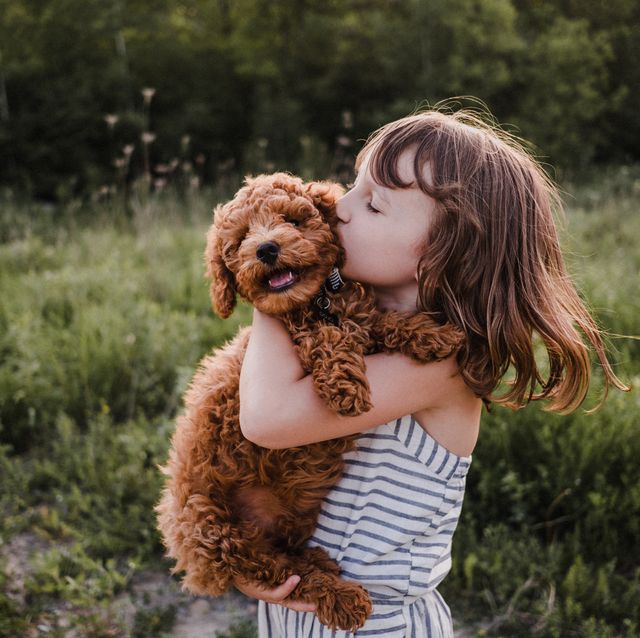 Puppy turning away from girl's kisses