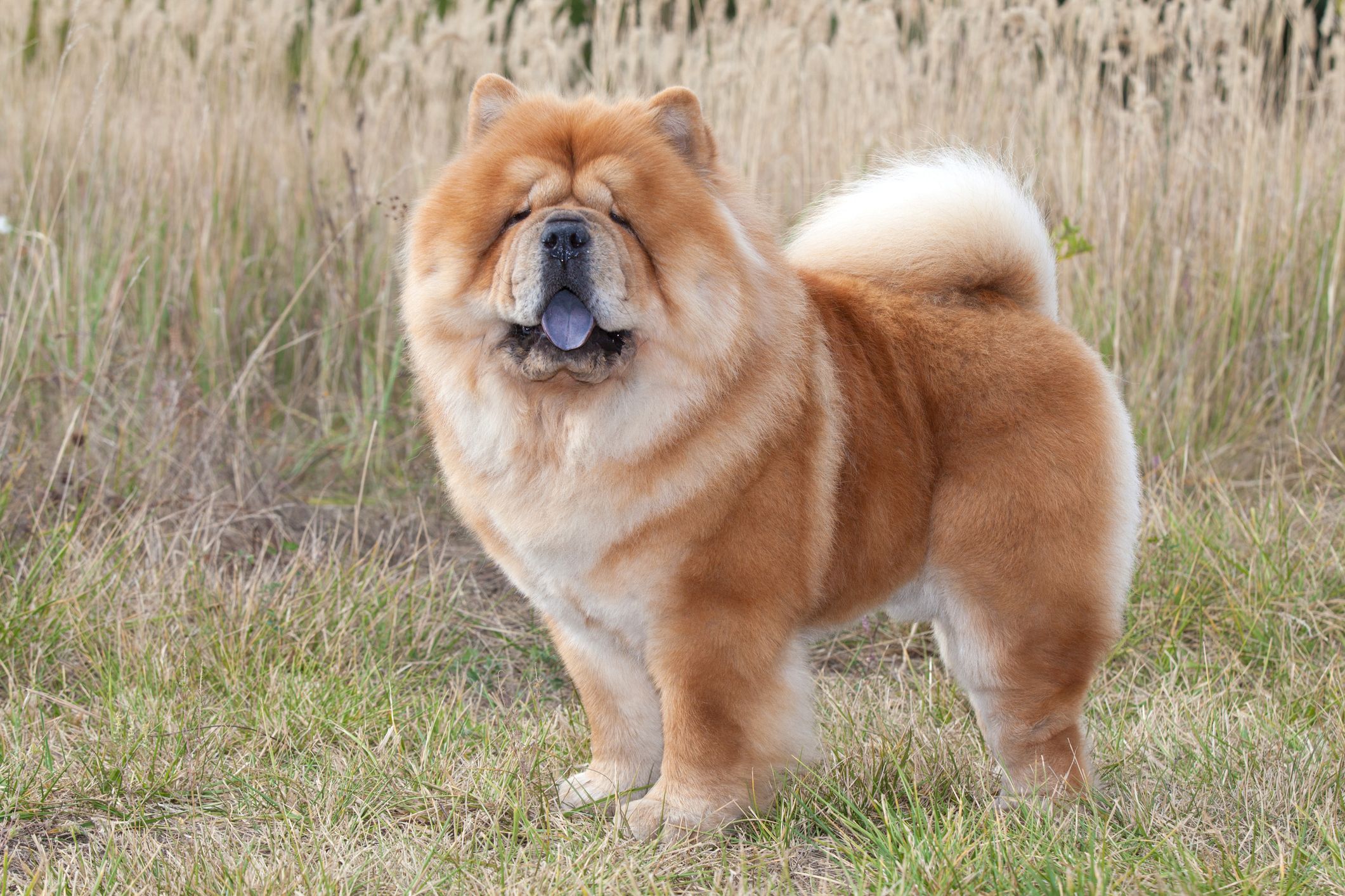 super fluffy big dog