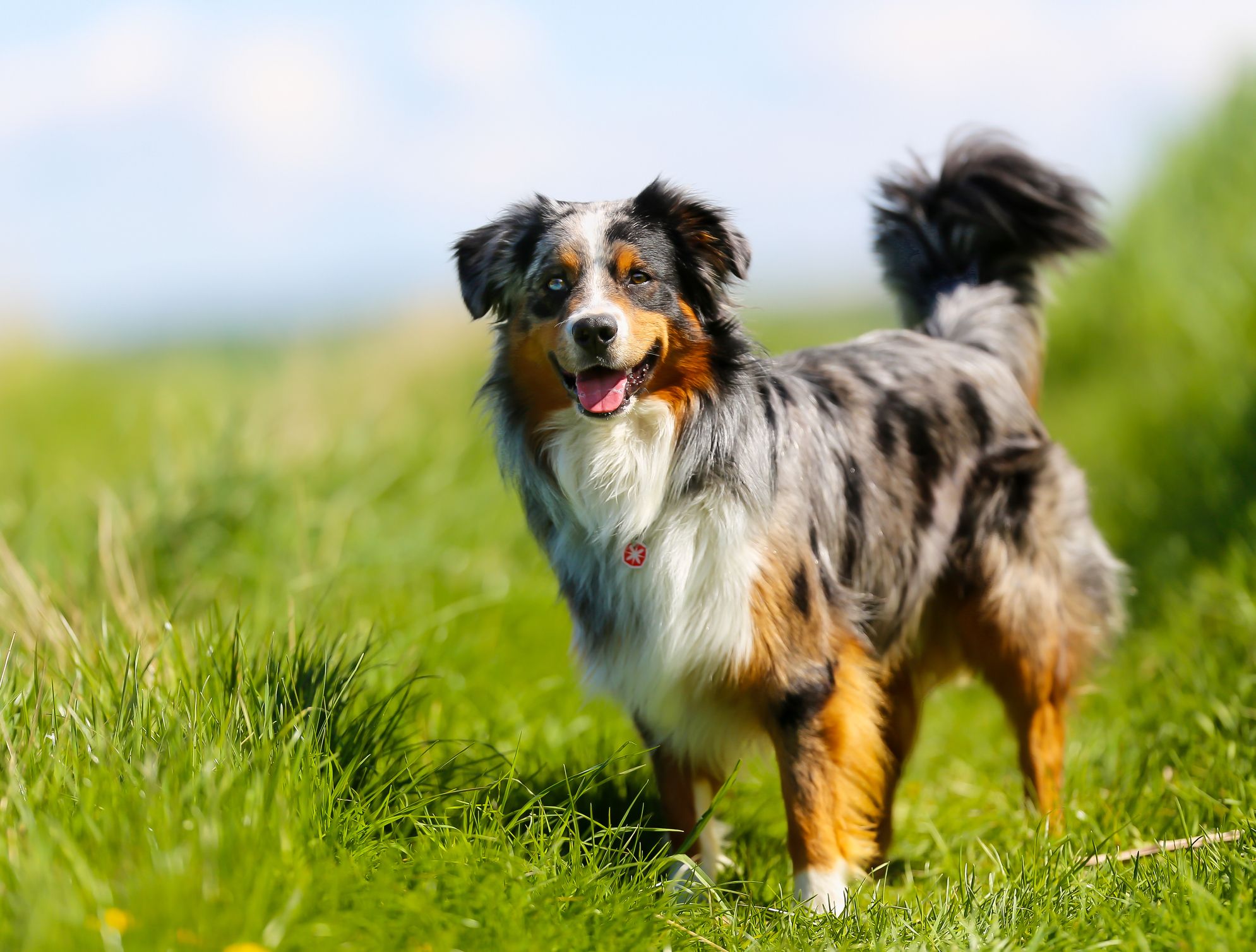 breeds in westminster dog show