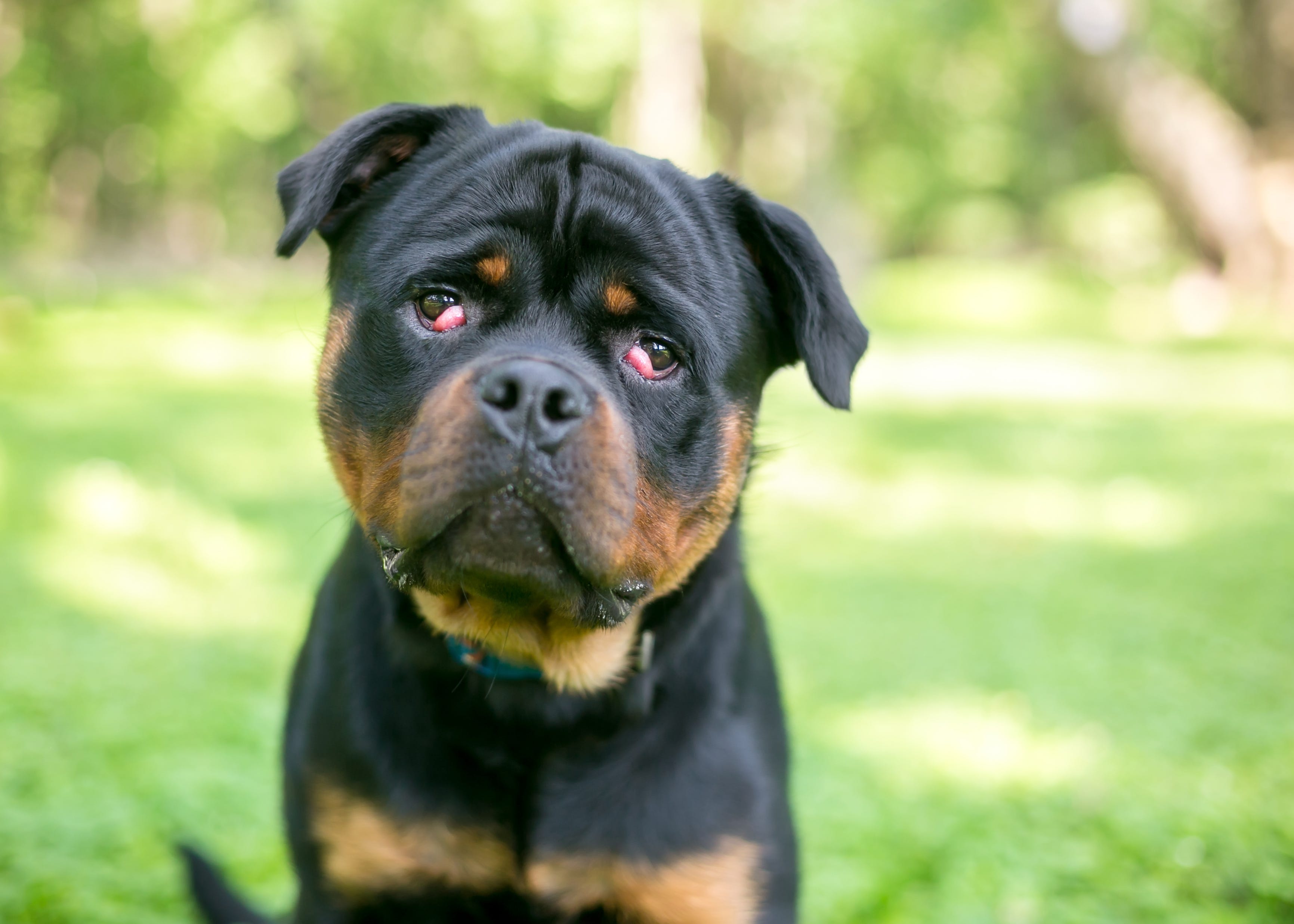 what does droopy eyes on a dog mean