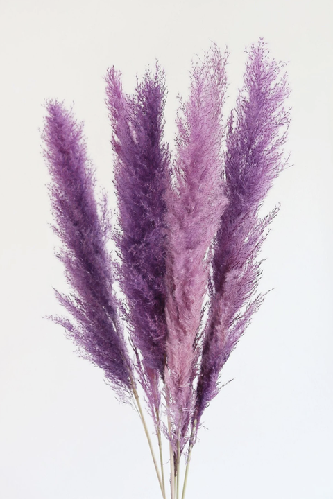 purple pampas grass
