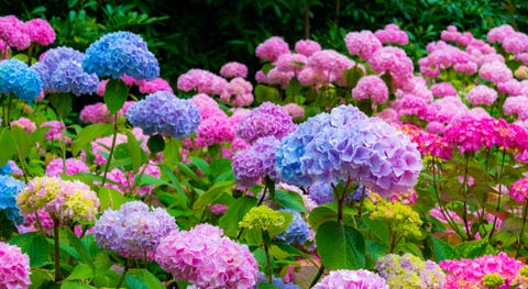 30 Facts You Need to Know If You Love Hydrangeas