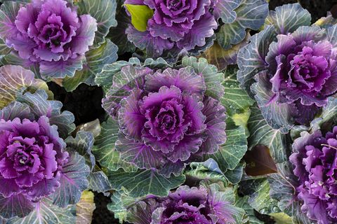 what to plant in november ornamental cabbage