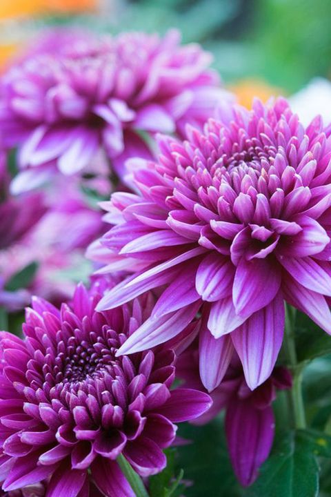 close up soft purple chrysanthemum flowers nature