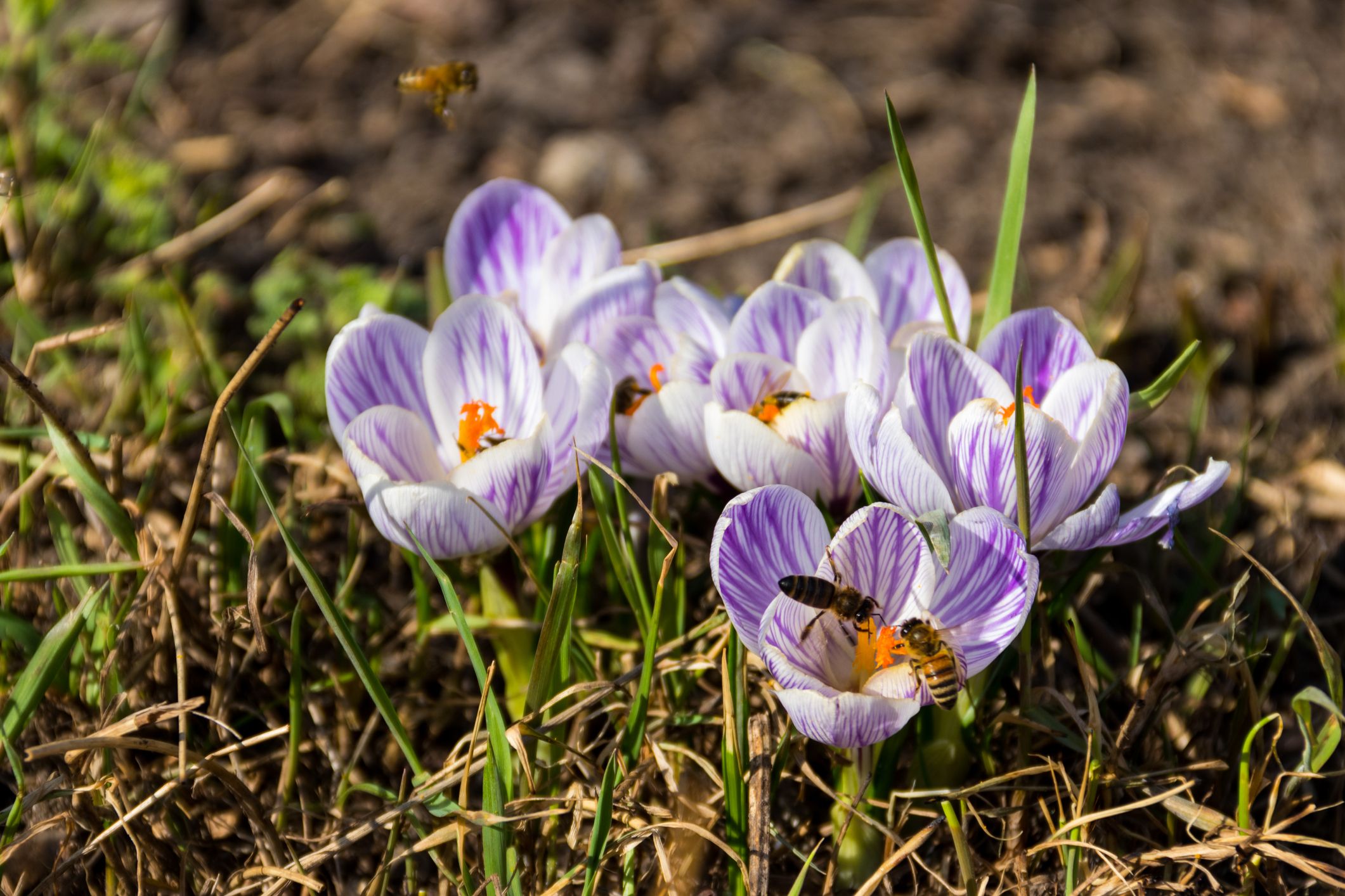Crocus Weather And Then Some >> March Gardening Jobs Gardening To Do List For March Crocus Weather And Then Some >> March Gardening Jobs Gardening To Do List For March