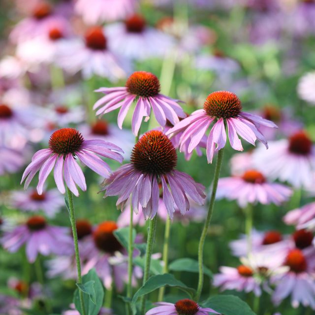 20 Best Perennial Flowers And Plants For Your Garden In 2021