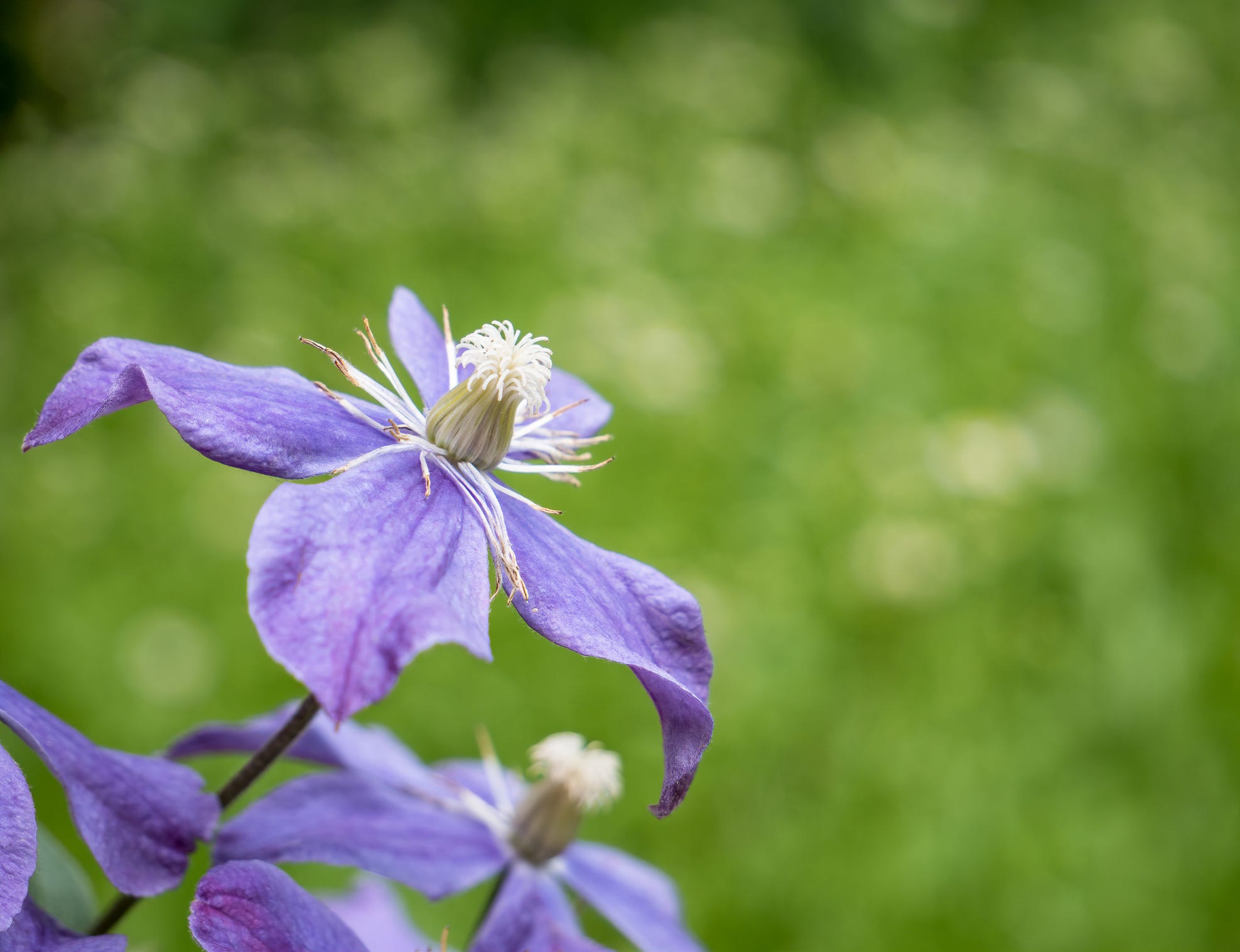 Love Clematis? Here's How to Keep It Beautiful In Your Garden