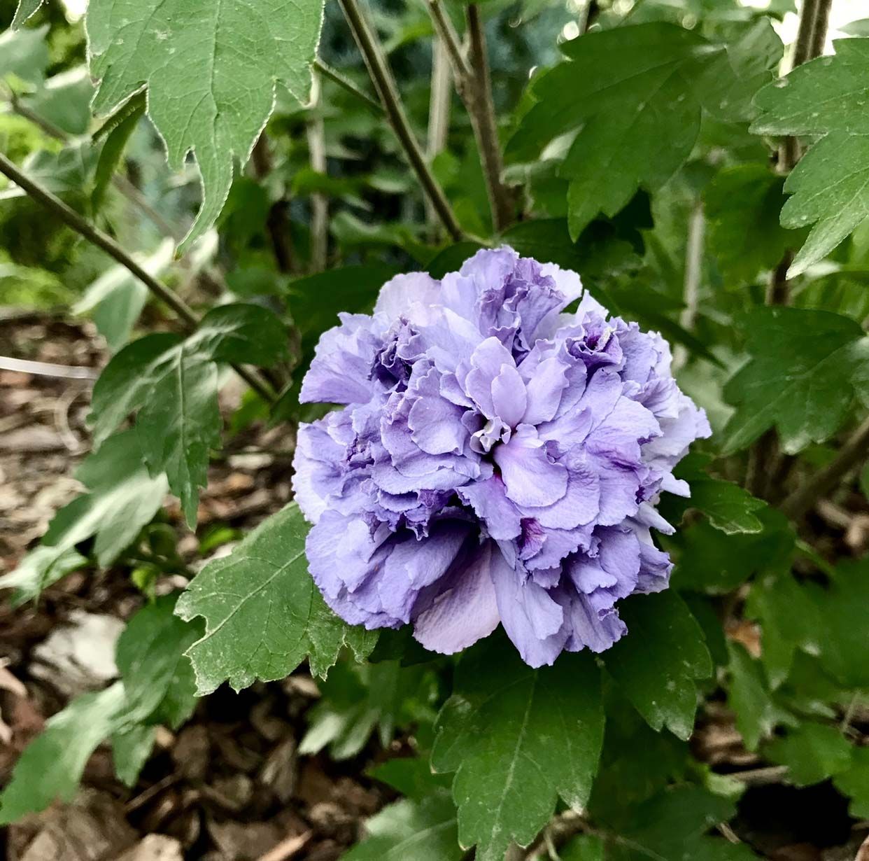 Light purple annuals