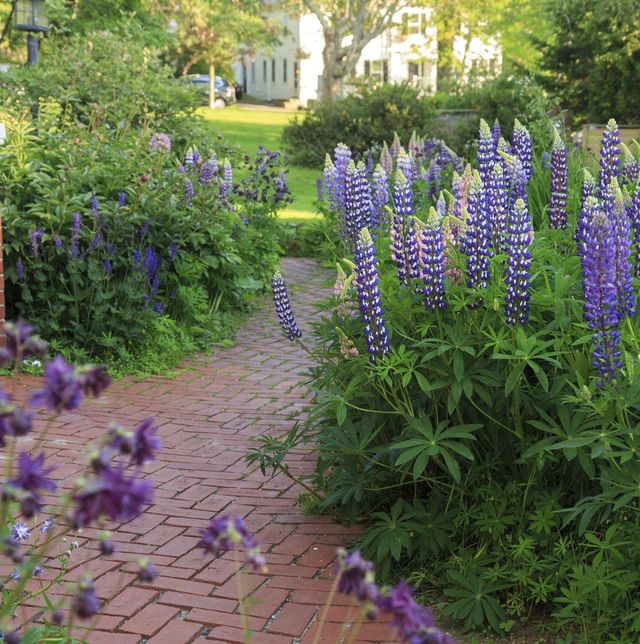 purple flowers blooming along a brick path in a garden
