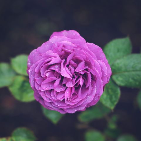 plum perfect floribunda rose shrub with pinkish purple flowers