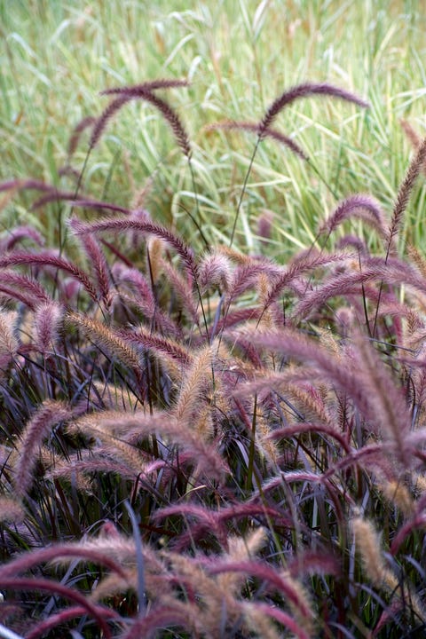 Purple fountain grass (Pennisetum setaceum) 'Rubrum', September fountain grass