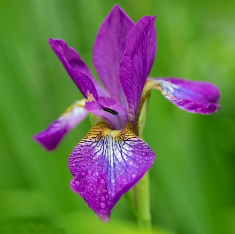 33 Pretty Flower Images Best Types Of Flowers For Your Garden 33 Pretty Flower Images Best Types Of Flowers For Your Garden
