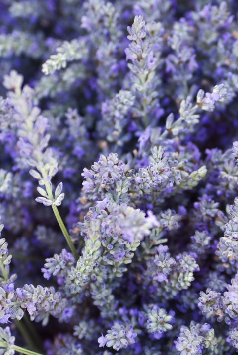 purple lavender flower herb and spice background texture