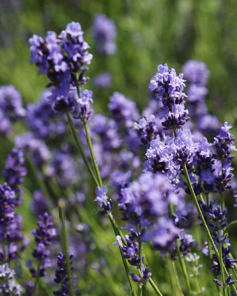 purple lavender flowers against blurred meadow background