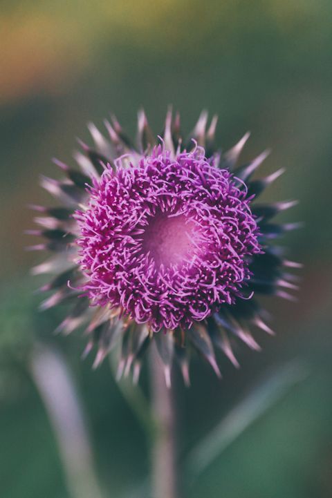 purple thistle closeup plant, summer plant, purple wildflower