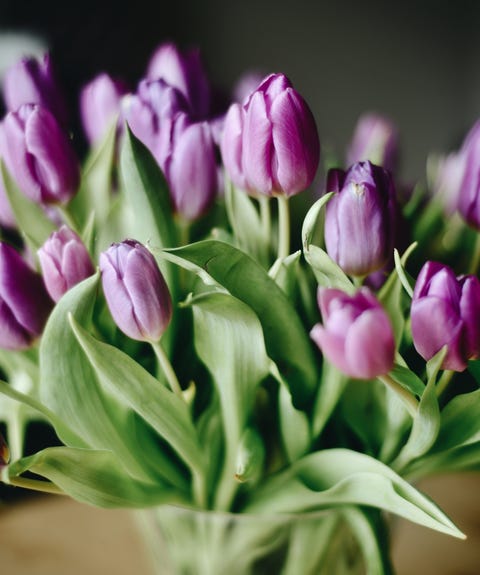 Nahaufnahme der lila Tulpen in der Vase