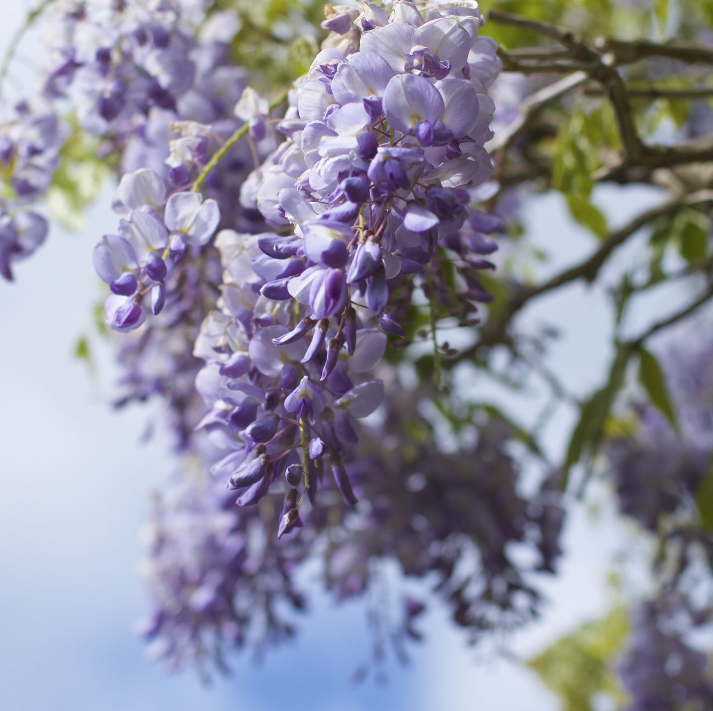 are wisteria plants poisonous to dogs and cats