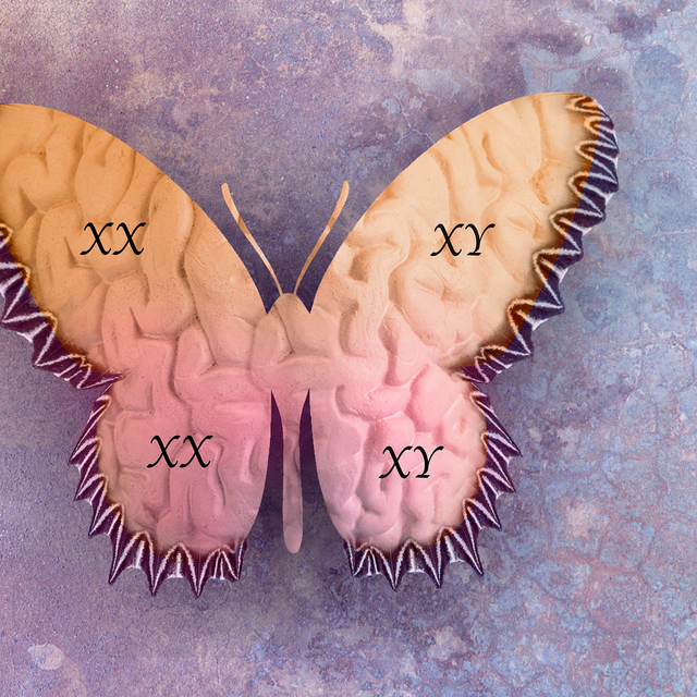 Butterfly with brain texture overlay. Why women’s brains are more vulnerable to disease, follow News Without Politics, NWP, credible health and wellness no bias news