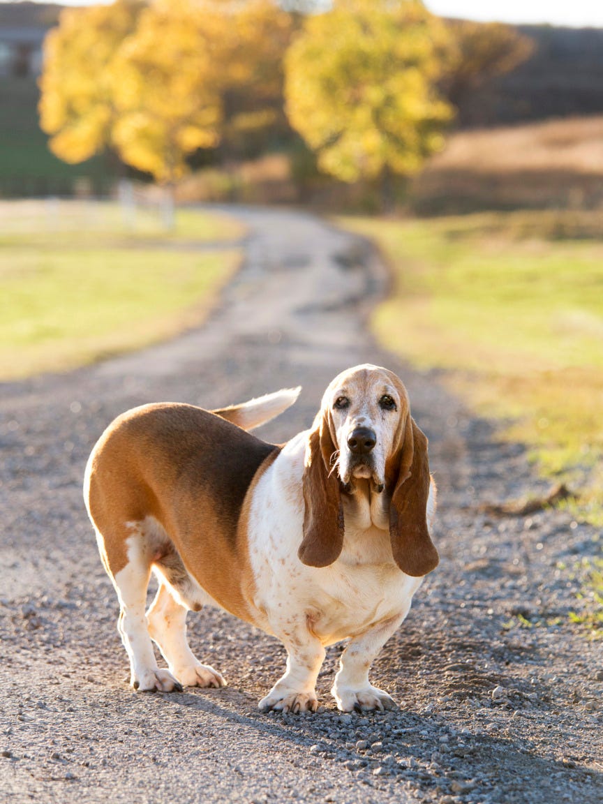 See Photos of Ree Drummond's Beloved Dog Walter