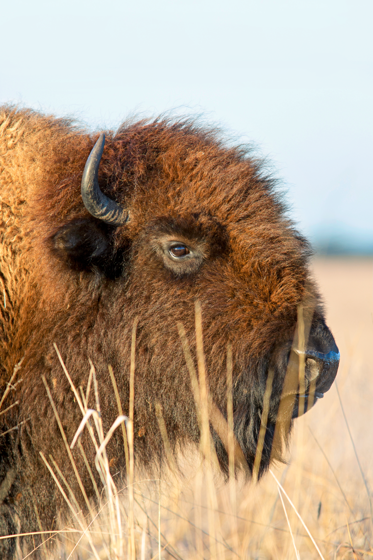 choses à faire à pawhuska