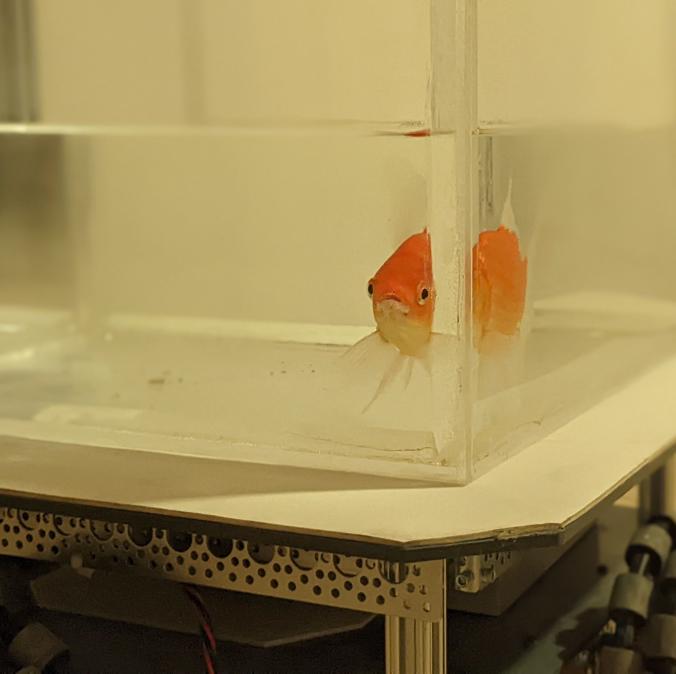 Goldfish Are Darn Good Drivers, But Won't Be Coming to a Road Near You
