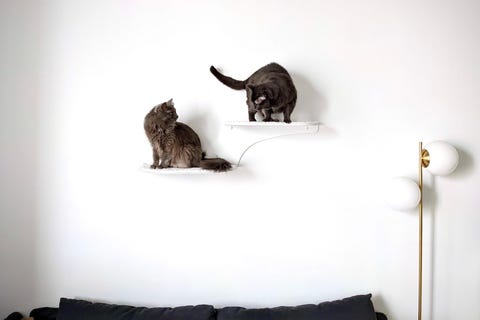 two cats on a cat shelf over a bed