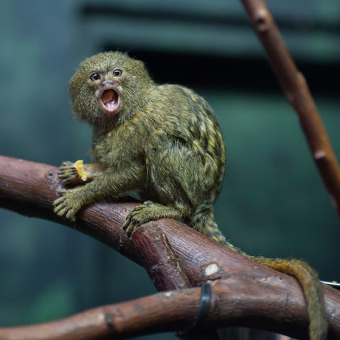 15 Smallest Animals in the World — What Is the Smallest Animal in the World? 15 Smallest Animals in the World — What Is the Smallest Animal in the World?