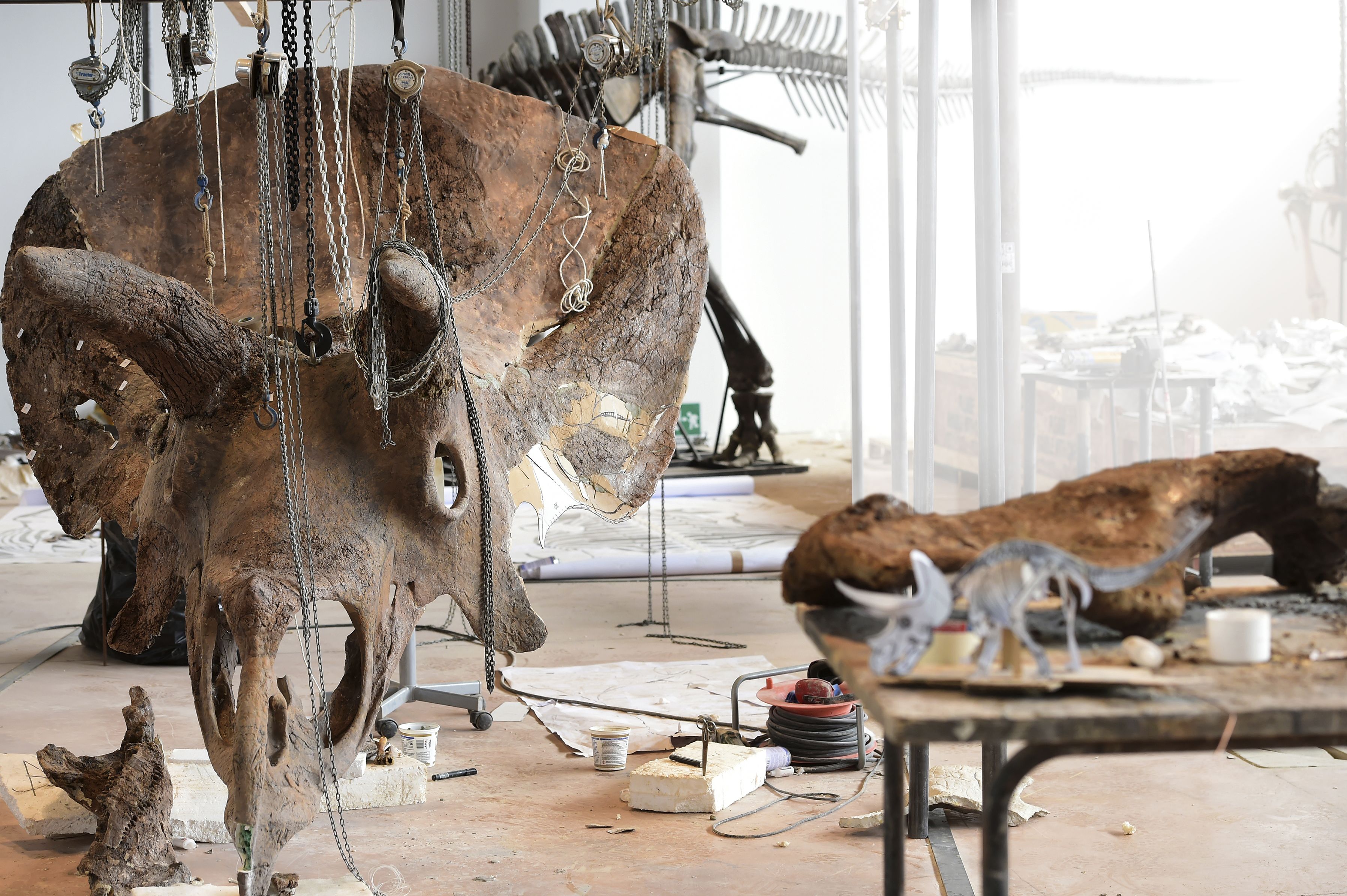 cafe registreren Tomaat Beeldverhaal: dinosaurus 'Big John' heeft een enorme schedel