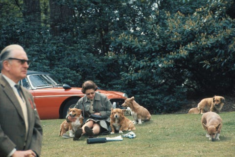 queen-elizabeth-corgi-1551278346.jpg?crop=0.442xw:0.660xh;0.223xw,0.340xh&resize=480:*