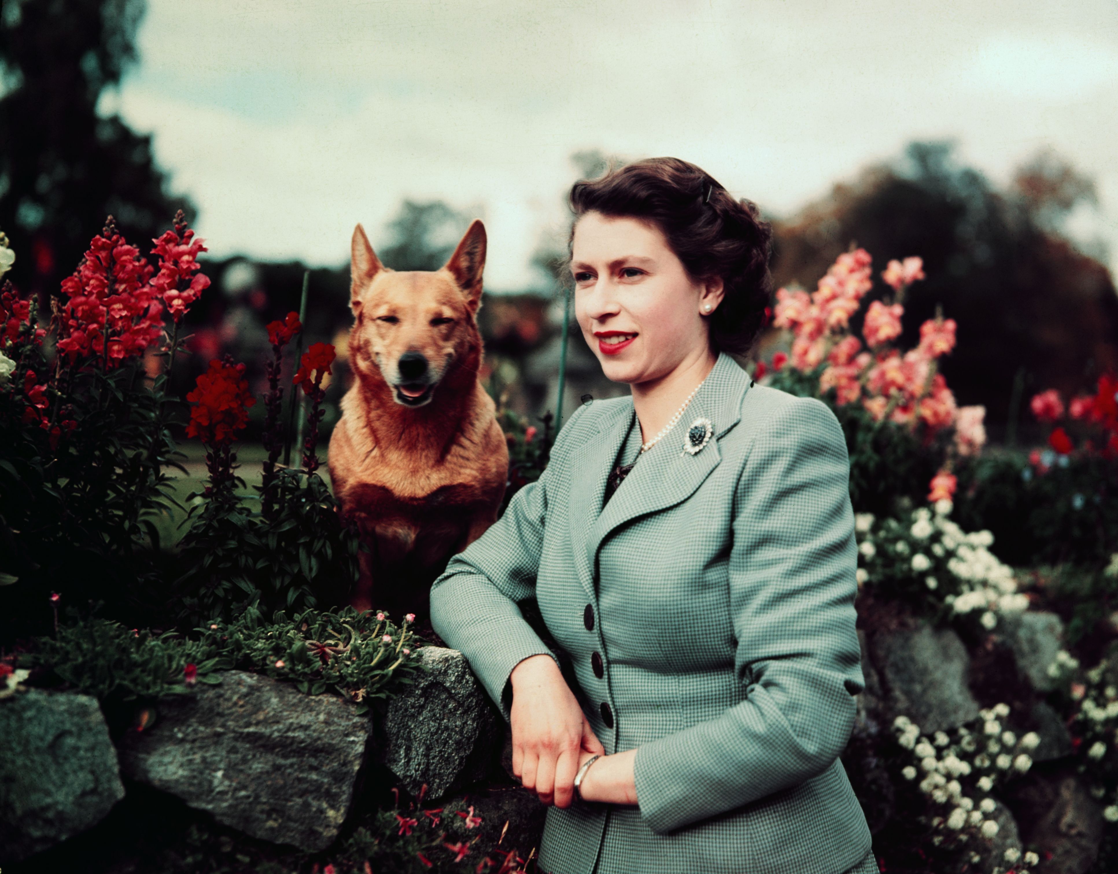 favorite dog breed of queen of england