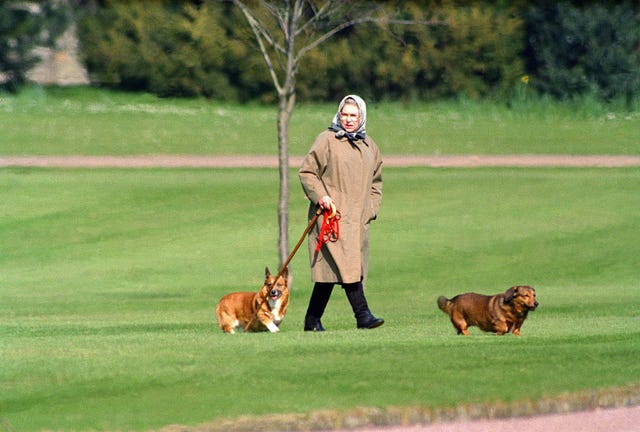 queen elizabeth ii walking her dogs at windsor castle