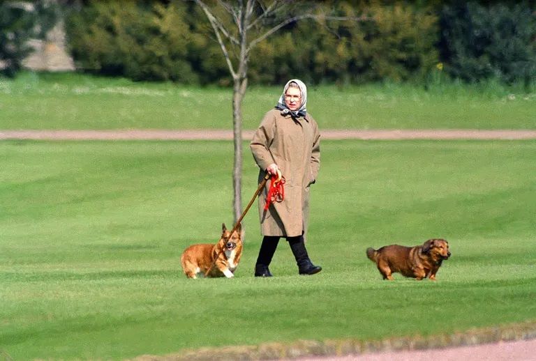 コーギーは家族 エリザベス女王が愛するロイヤルコーギー犬の歴史 ハーパーズ バザー Harper S Bazaar 公式