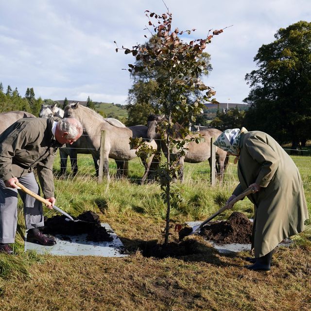 jubilee tree planting initiative extended to honour the queen