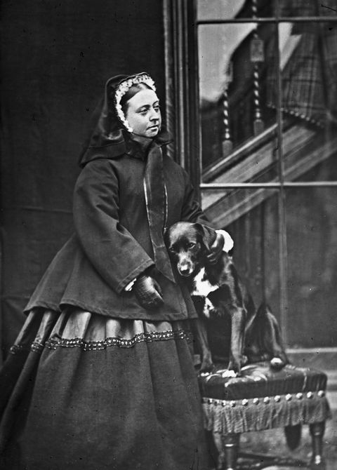 الملكة فيكتوريا مع كلب أليف