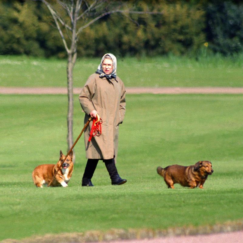 エリザベス女王の愛犬コーギーにまつわる愉快な事実 ハーパーズ バザー Harper S Bazaar 公式