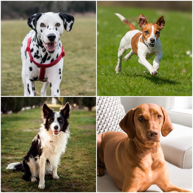 12 of the world's quickest dog breeds
