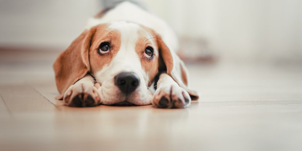27 Quiet Dog Breeds — Dogs That Don't Bark