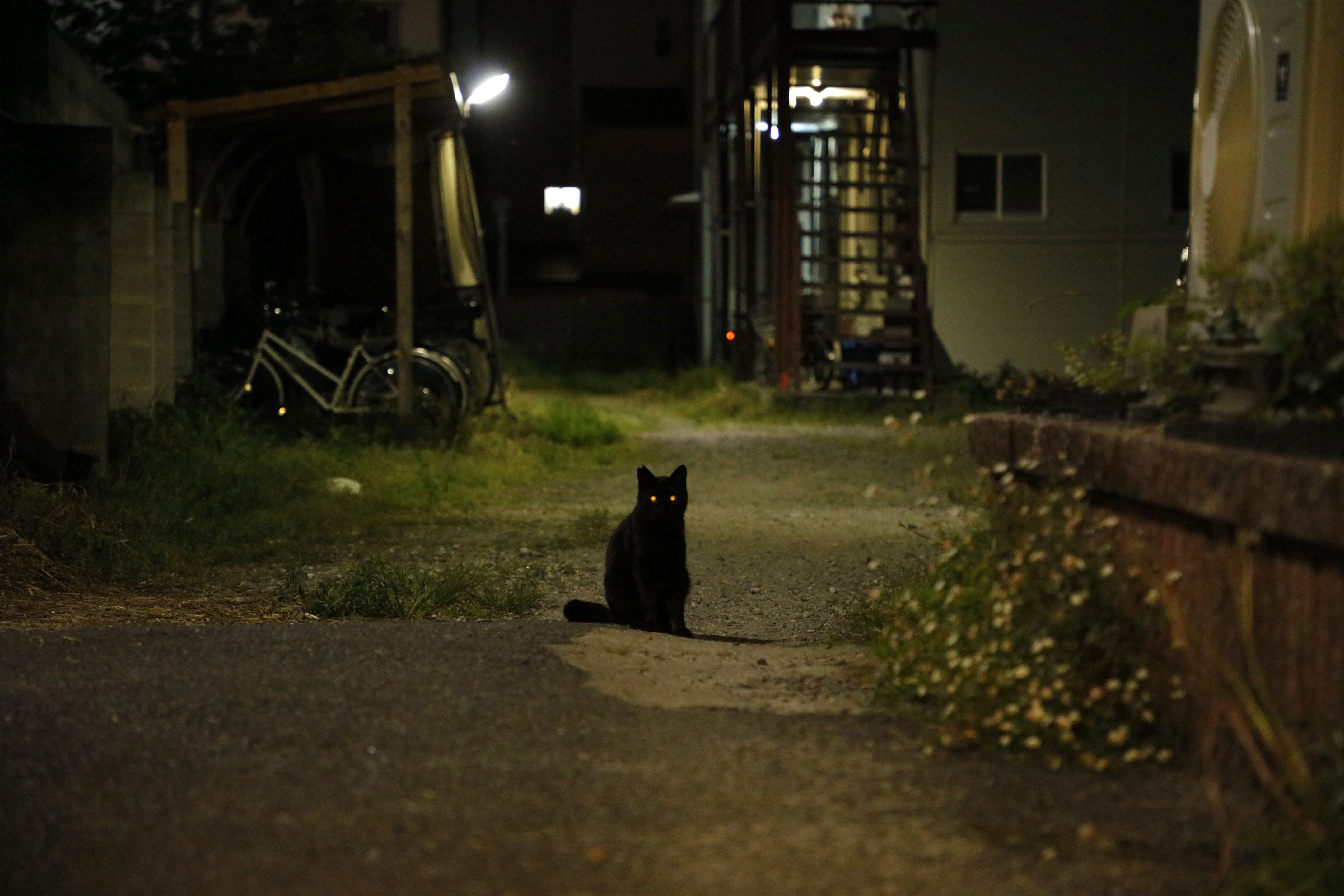 京都・フォトグラファー大道雪代さんが出会った猫たち