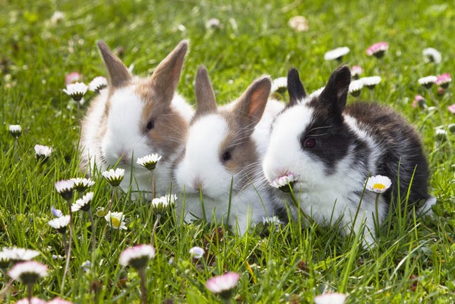 The 15 Best Rabbit Breeds A Complete Breed Guide To Adopting A Bunny