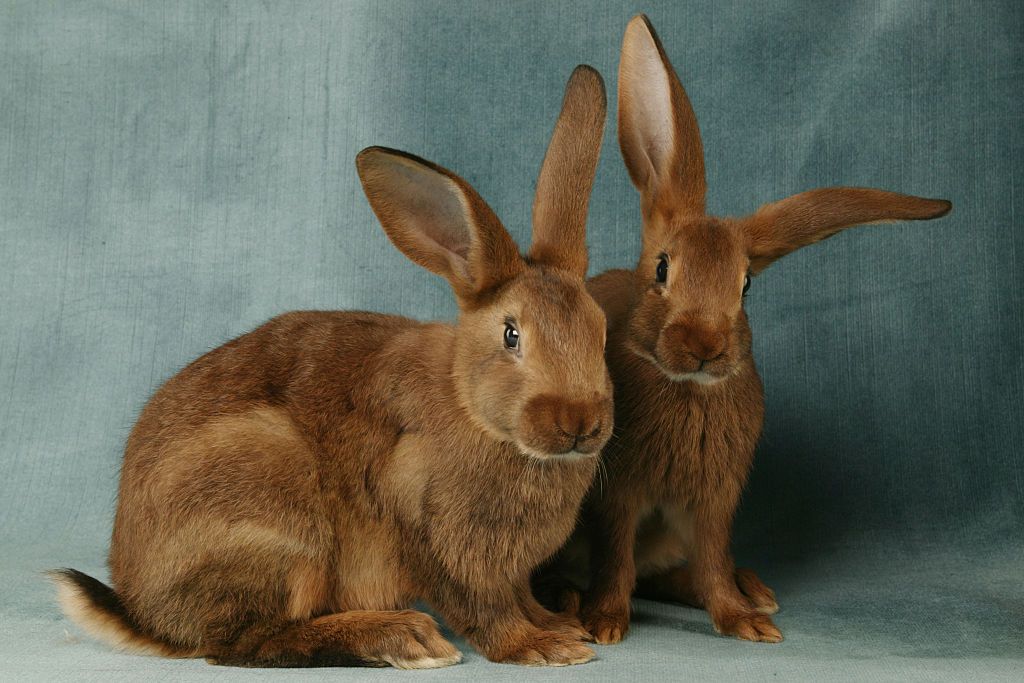 cottontail rabbits for sale near me